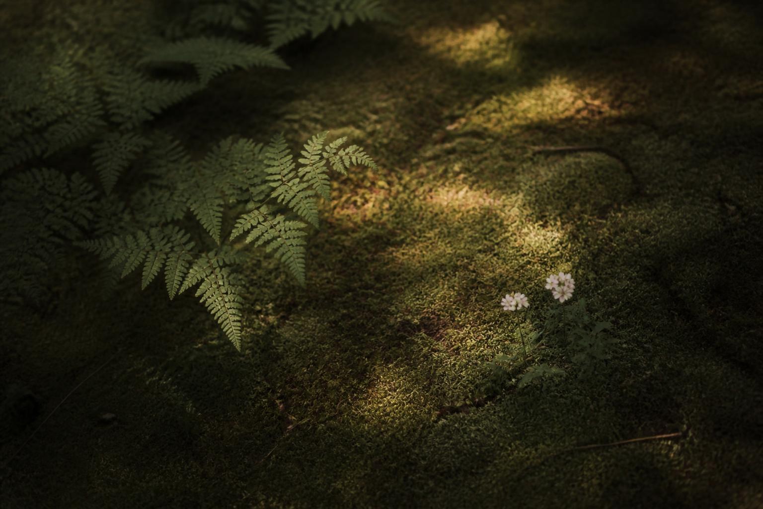 Moss-covered forest floor with soft morning light